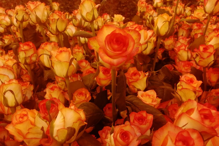Миллионы роз и тюльпанов для любимых